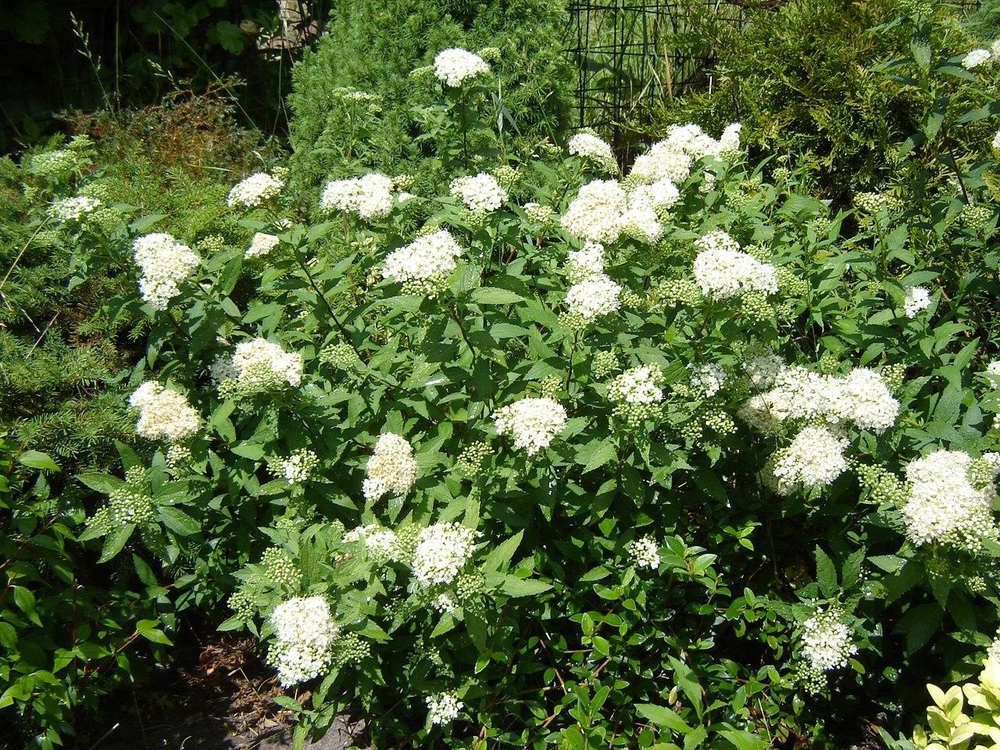 Спирея японская Уайт Голд (Spiraea japonica 'White Gold')