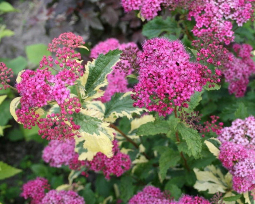 Спирея японская Криспа (Spiraea japonica 'Crispa')