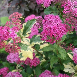 Спирея японская Криспа (Spiraea japonica 'Crispa')