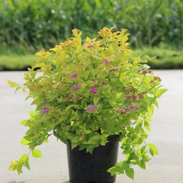 Спирея японская Кэндллайт (Spiraea japonica 'Candlelight')