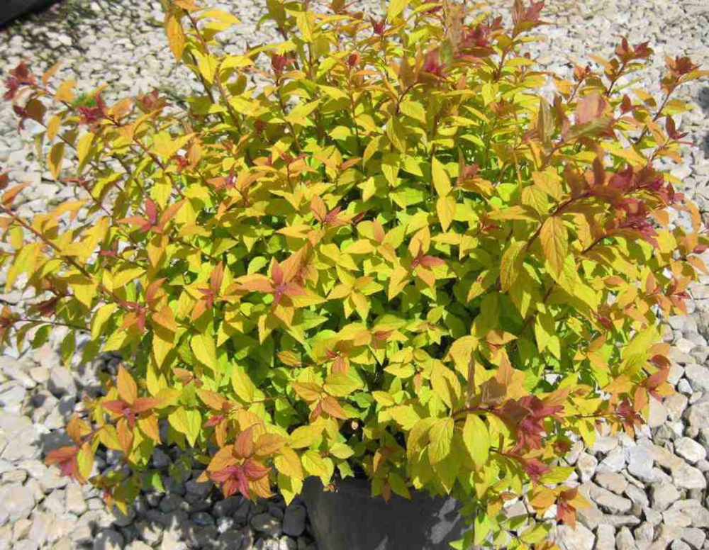 Спирея японская Файерлайт (Spiraea japonica 'Firelight')