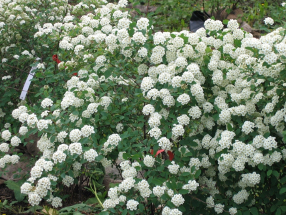 Спирея Вангутта (Spiraea x vanhouttei)