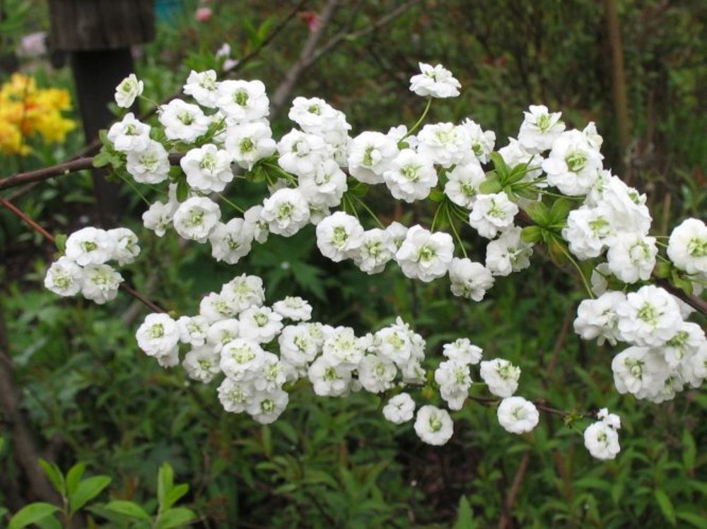 Спирея сливолистная (Spiraea prunifolia)