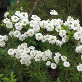 Спирея сливолистная (Spiraea prunifolia)