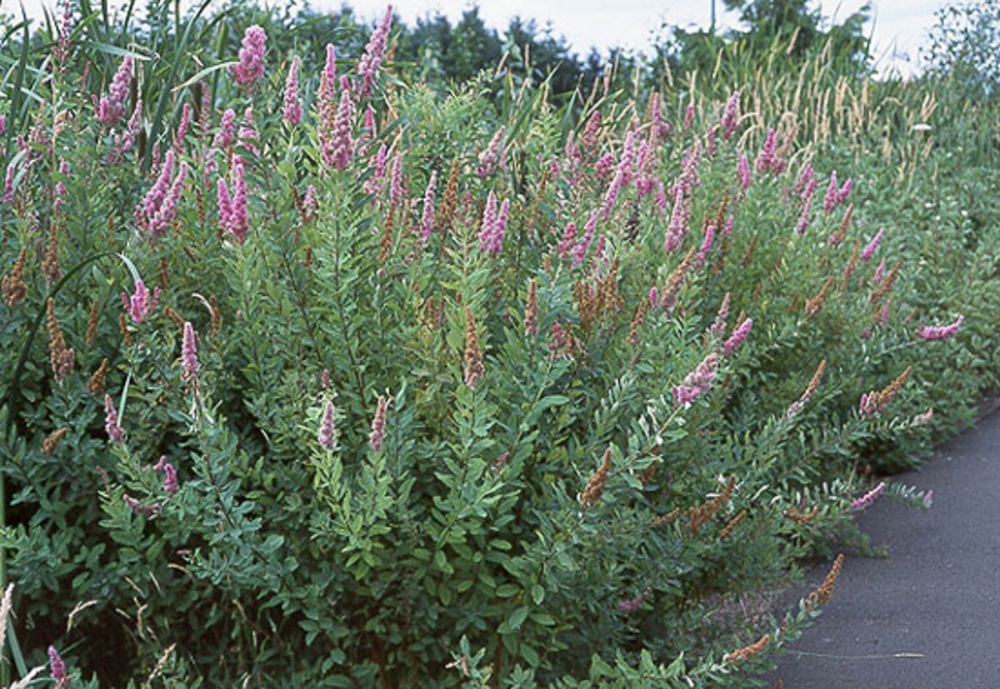 Спирея Дугласа (Spiraea douglasii)