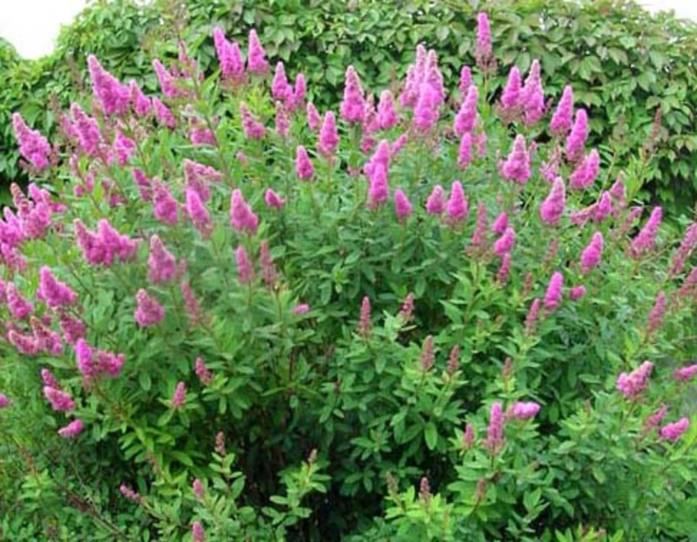 Спирея Билларда (Spiraea x billardii)