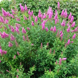 Спирея Билларда (Spiraea x billardii)