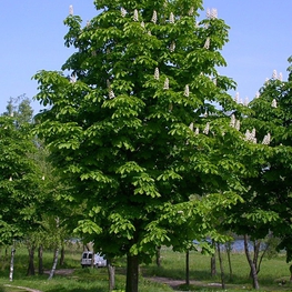 Каштан конский (Aesculus hippocastanum)