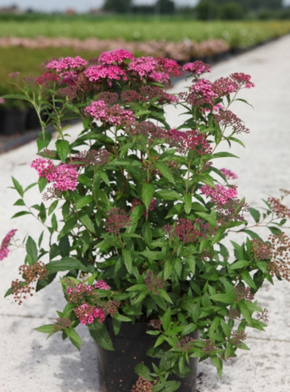 Спирея японская Дартс Ред (Spiraea japonica 'Dart's Red')