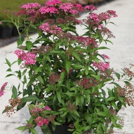 Спирея японская Дартс Ред (Spiraea japonica 'Dart's Red')