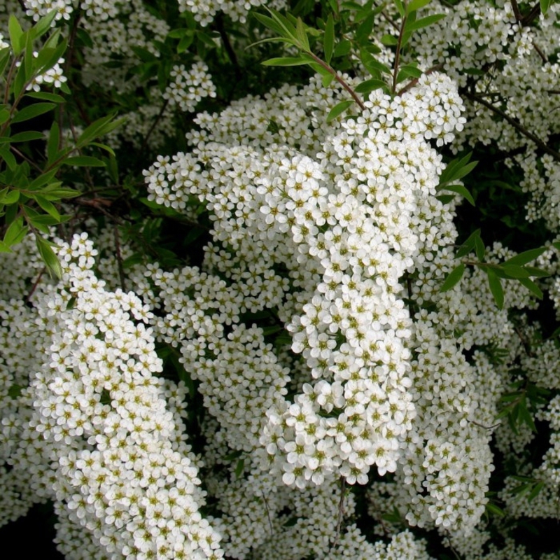 Спирея Аргута (Spiraea x arguta)