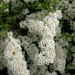 Спирея Аргута (Spiraea x arguta)