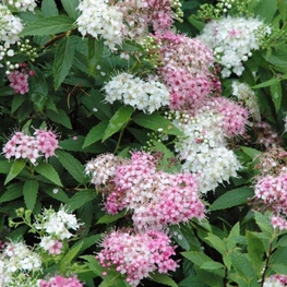 Спирея японская Генпей (Spiraea japonica 'Genpei')