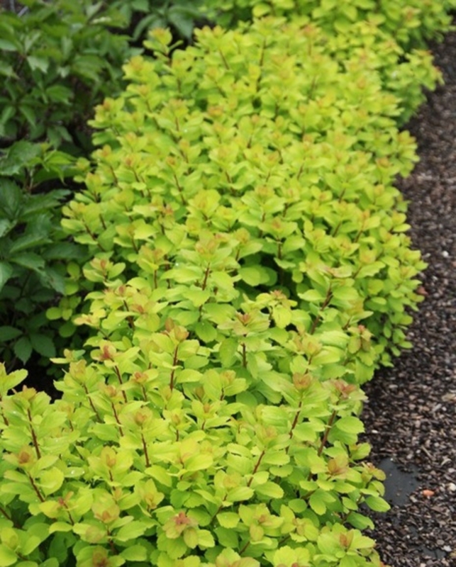 Спирея березолистная Торголд (Spiraea betulifolia 'Torgold')