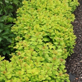 Спирея березолистная Торголд (Spiraea betulifolia 'Torgold')
