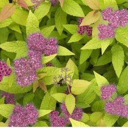Спирея японская Хуберт Голд (Spiraea japonica 'Hubert Gold')