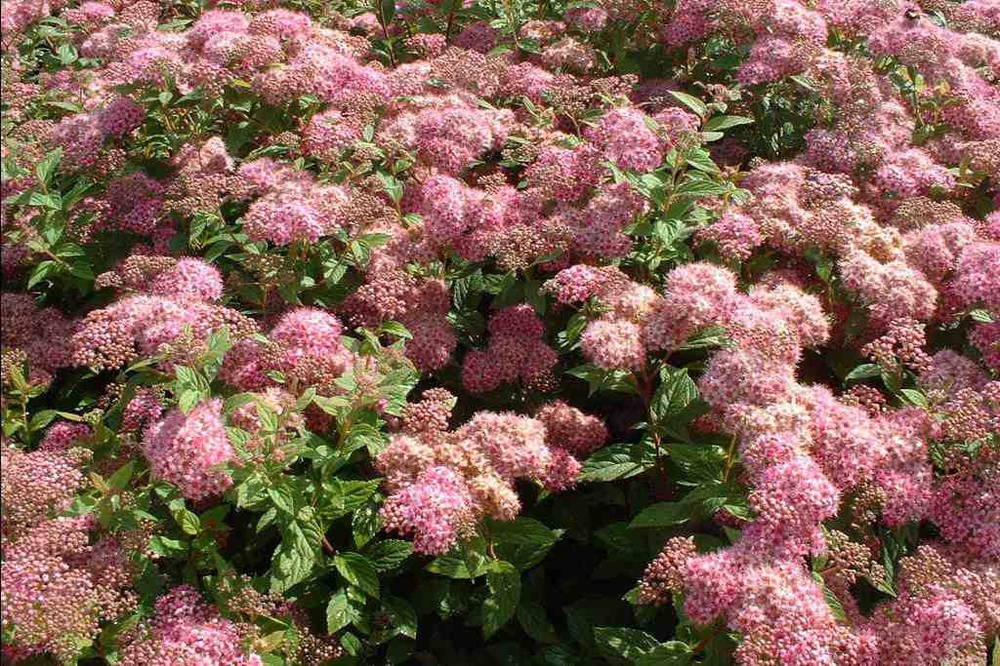 Спирея японская Манон (Spiraea japonica 'Manon')