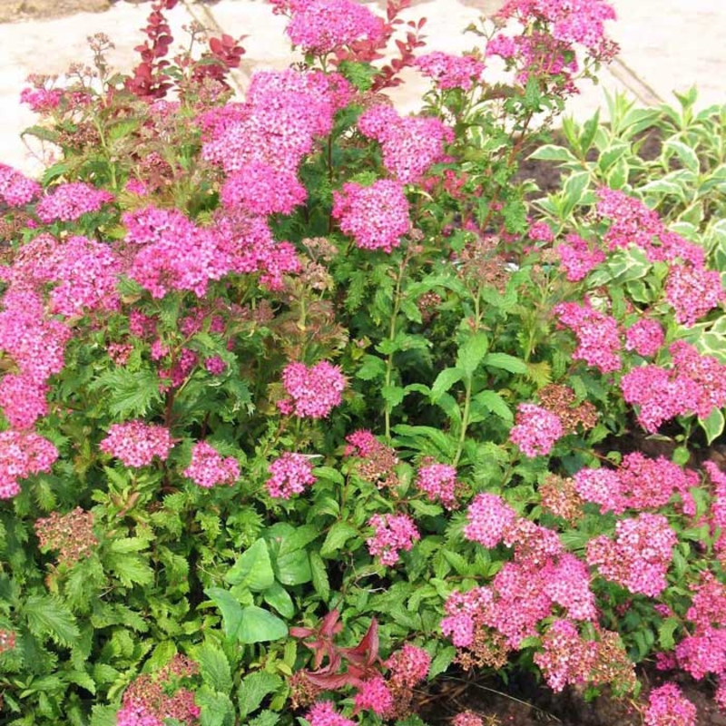Спирея Бумальда (Spiraea x bumalda)