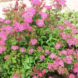 Спирея Бумальда (Spiraea x bumalda)
