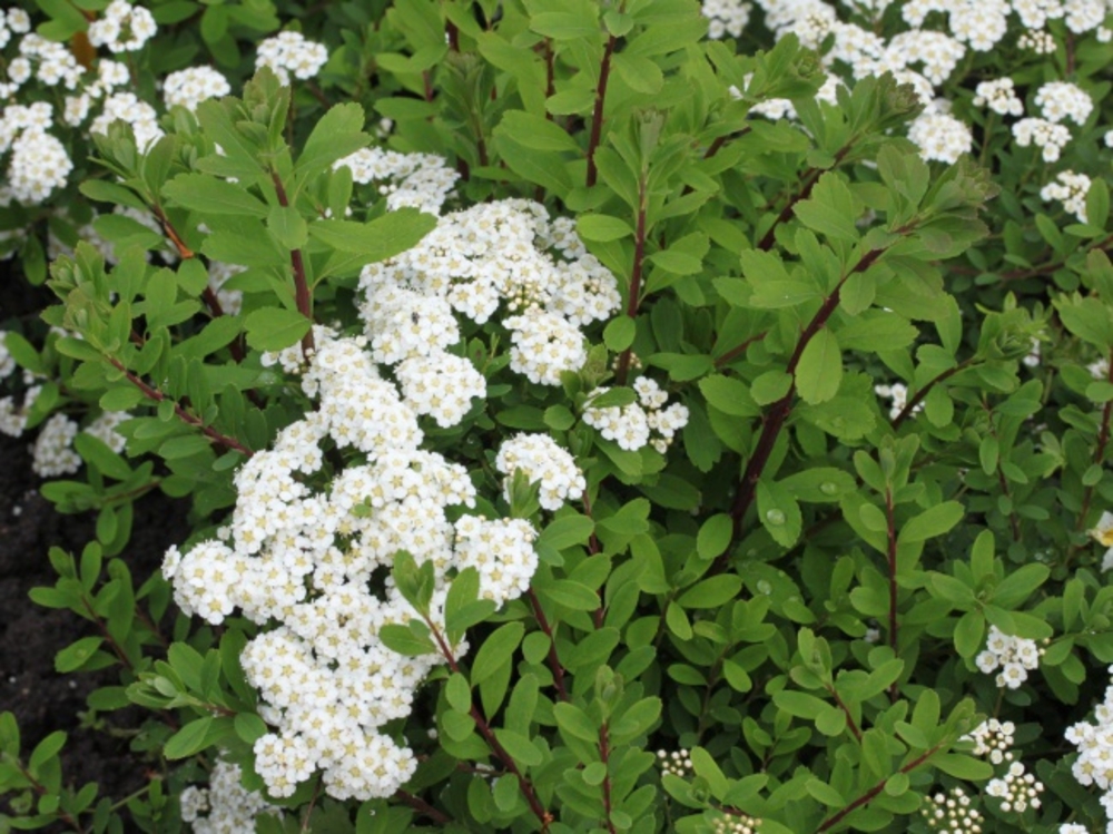 Спирея ниппонская Халвардс Сильвер (Spiraea nipponica 'Halward's Silver')