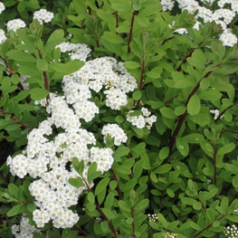 Спирея ниппонская Халвардс Сильвер (Spiraea nipponica 'Halward's Silver')