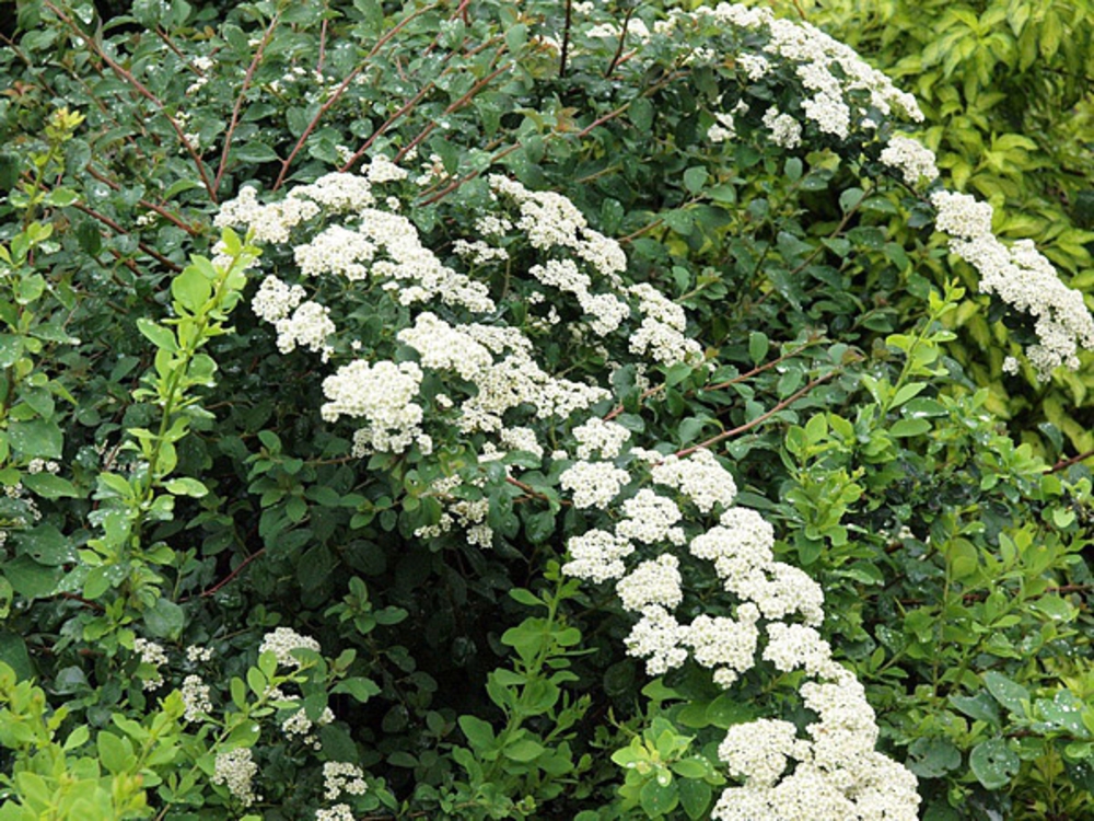 Спирея ниппонская Уайт Карпет (Spiraea nipponica 'White Carpet')