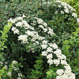 Спирея ниппонская Уайт Карпет (Spiraea nipponica 'White Carpet')