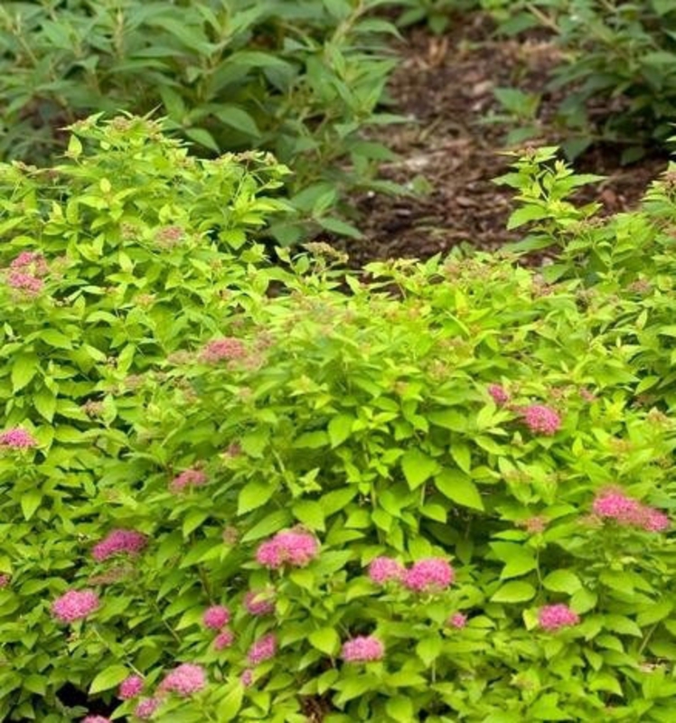 Спирея японская Дабл Плей Голд (Spiraea japonica 'Double Play Gold')