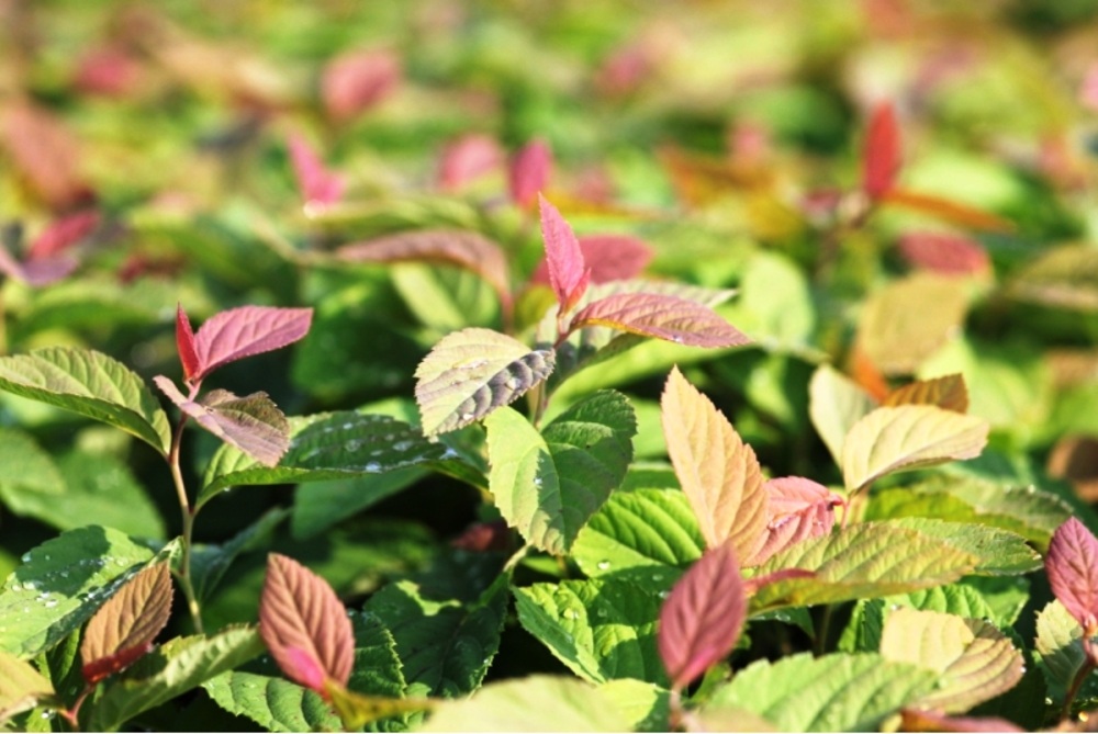 Спирея японская Грин энд Голд (Spiraea japonica 'Green and Gold')