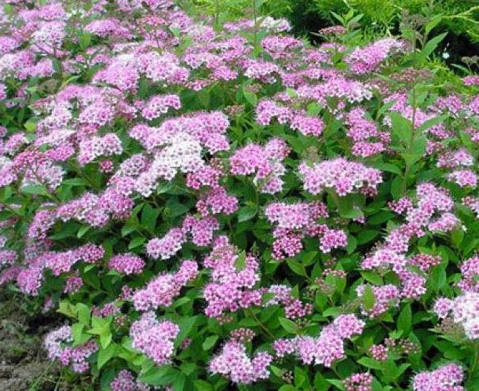Спирея японская Джапаниз Дварф (Spiraea japonica 'Japanese Dwarf')