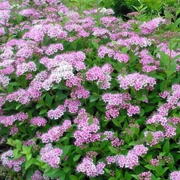 Спирея японская Джапаниз Дварф (Spiraea japonica 'Japanese Dwarf')