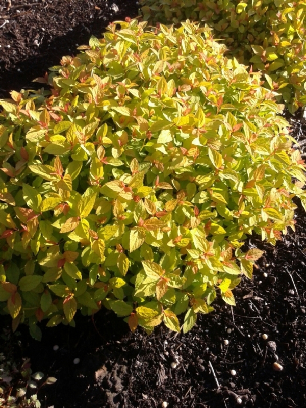 Спирея японская Спарклинг Карпет (Spiraea japonica 'Sparkling Carpet')