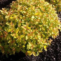 Спирея японская Спарклинг Карпет (Spiraea japonica 'Sparkling Carpet')