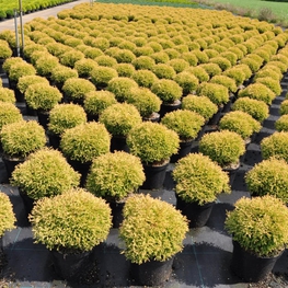 Туя западная Голден Таффет (Thuja occidentalis 'Golden Tuffet')