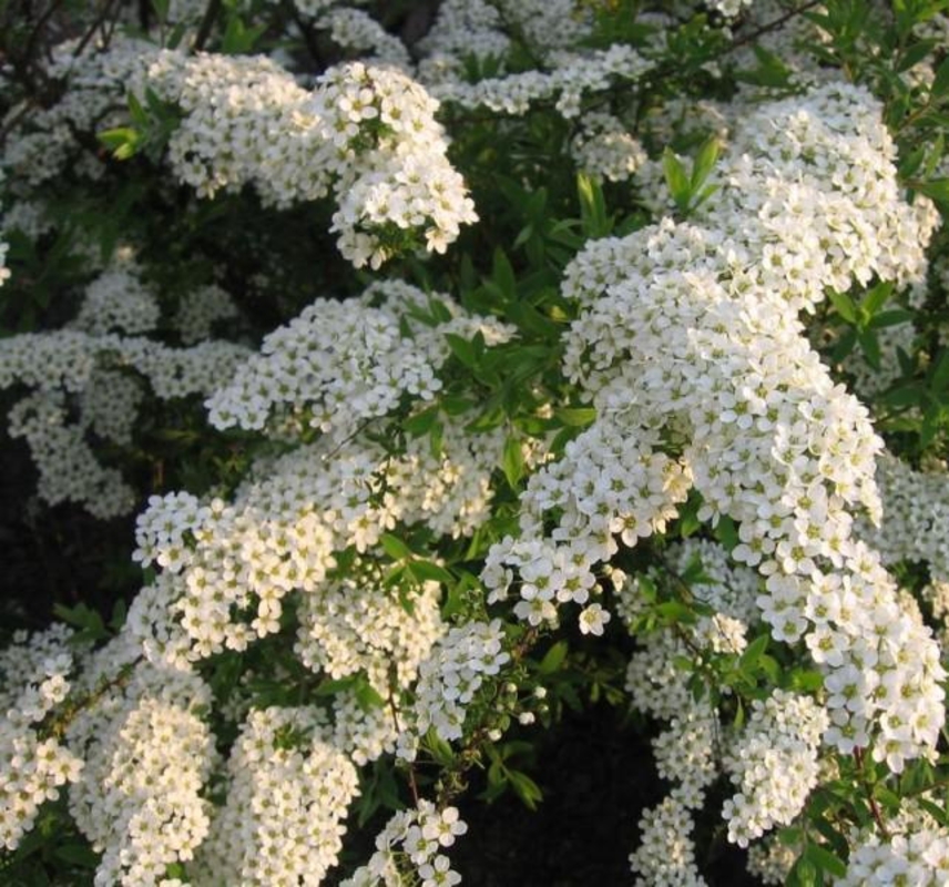 Спирея серая Грациоза (Spiraea x cinerea 'Graciosa')