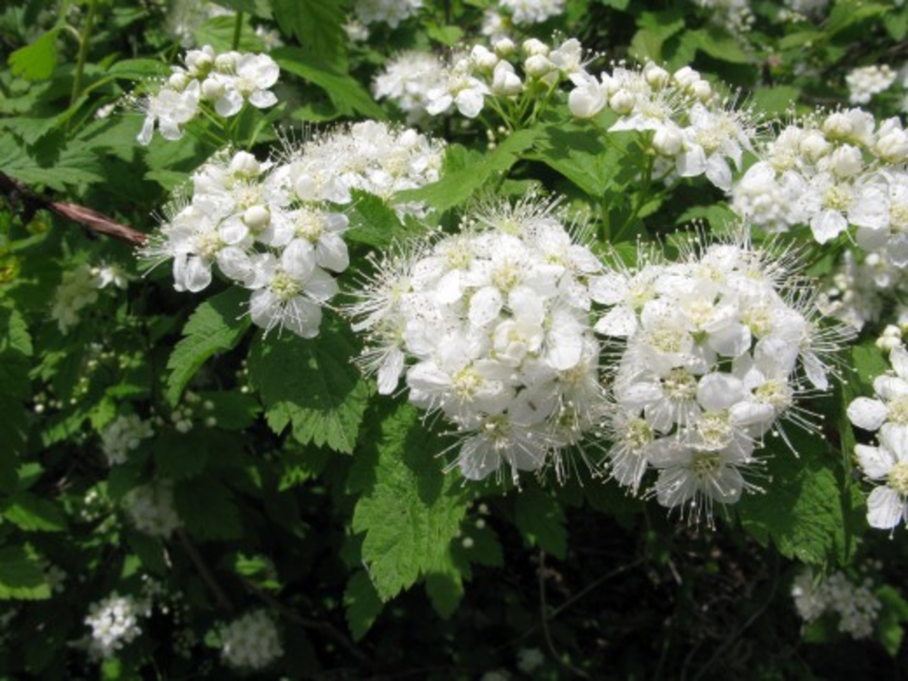 Спирея дубравколистная (Spiraea chamaedryfolia)