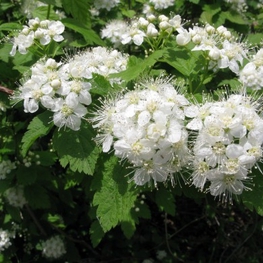 Спирея дубравколистная (Spiraea chamaedryfolia)