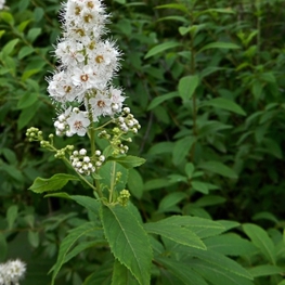 Спирея иволистная (Spiraea salicifolia)