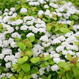 Спирея березолистная Тор (Spiraea betulifolia 'Tor')