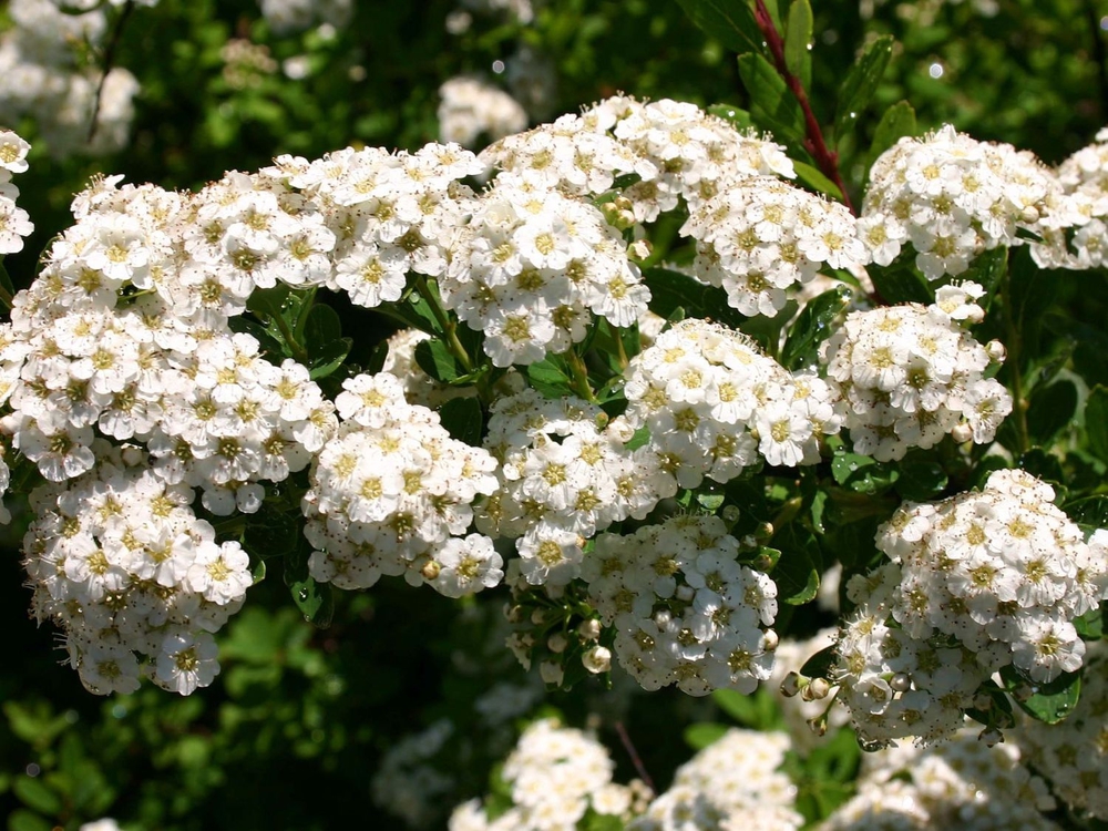 Спирея ниппонская (Spiraea nipponica)