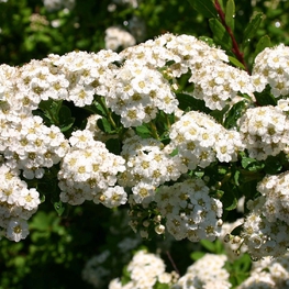 Спирея ниппонская (Spiraea nipponica)