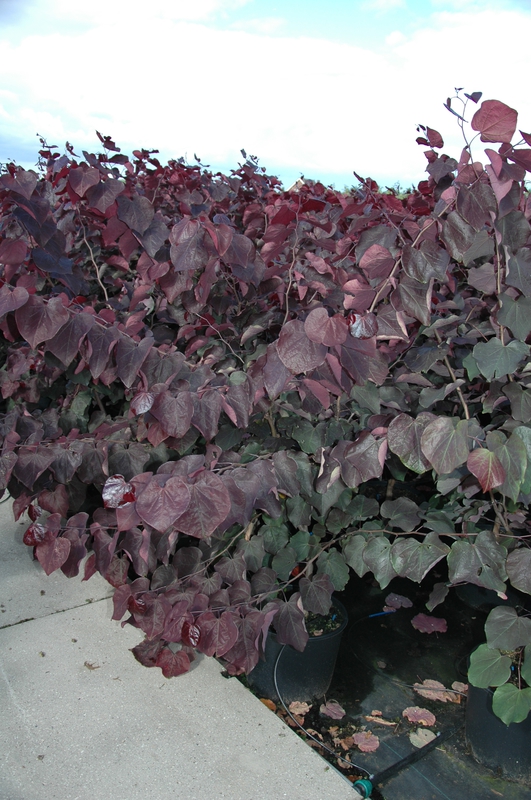 Лещина обыкновенная Пурпуреа (Corylus avellana 'Purpurea')