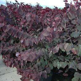 Лещина обыкновенная Пурпуреа (Corylus avellana 'Purpurea')