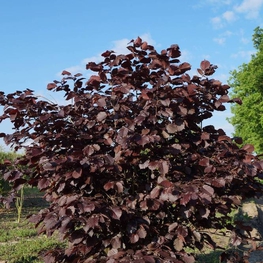 Лещина обыкновенная Атропурпуреа (Corylus avellana 'Atropurpurea')