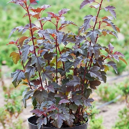 Пузыреплодник калинолистный Леди ин Ред (Physocarpus opulifolius 'Lady in Red')