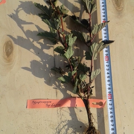 Пузыреплодник калинолистный Ред Барон (Physocarpus opulifolius 'Red Baron')