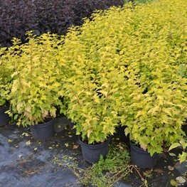 Пузыреплодник калинолистный Лютеус (Physocarpus opulifolius 'Luteus')