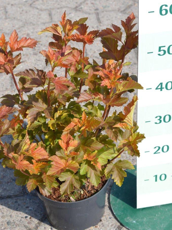 Пузыреплодник Амбер Джубили (Physocarpus opulifolius 'Amber Jubilee')