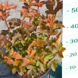 Пузыреплодник Амбер Джубили (Physocarpus opulifolius 'Amber Jubilee')