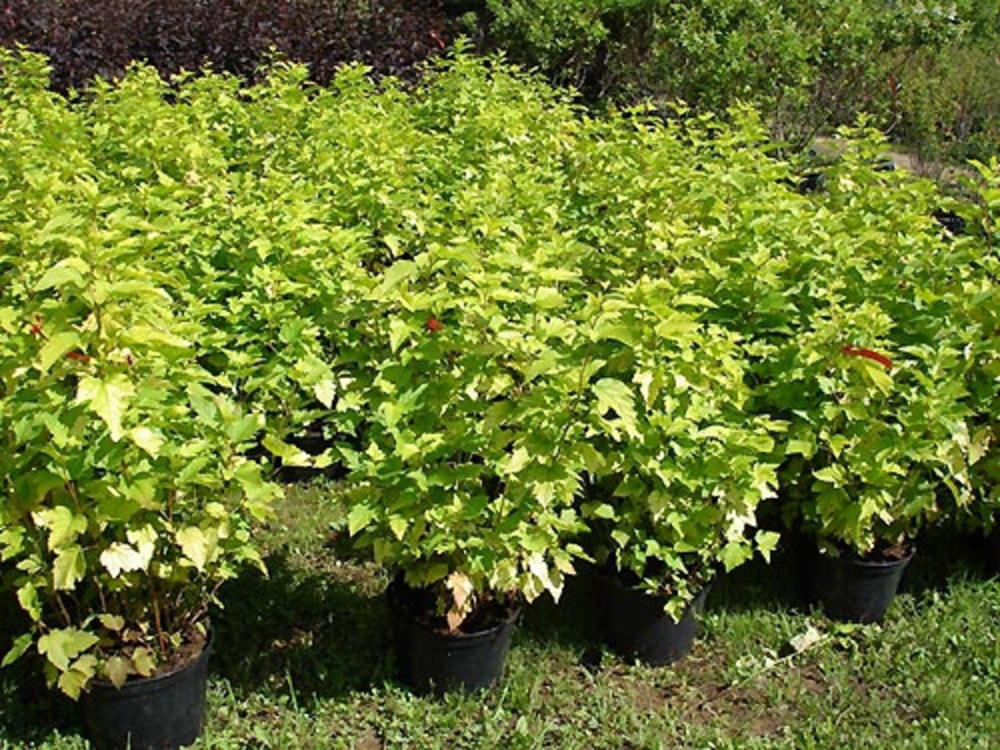 Пузыреплодник калинолистный Наггет (Physocarpus opulifolius 'Nugget')